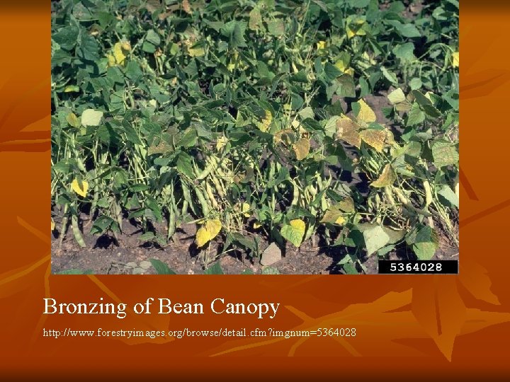 Bronzing of Bean Canopy http: //www. forestryimages. org/browse/detail. cfm? imgnum=5364028 