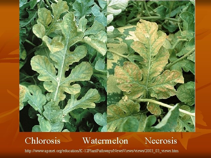 Chlorosis Watermelon Necrosis http: //www. apsnet. org/education/K-12 Plant. Pathways/News. Views/views/2003_03_views. htm 