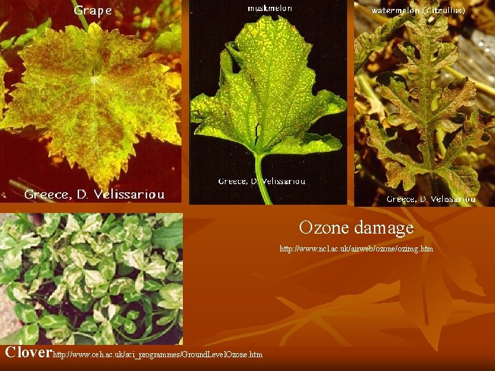 Ozone damage http: //www. ncl. ac. uk/airweb/ozone/ozimg. htm Cloverhttp: //www. ceh. ac. uk/sci_programmes/Ground. Level.
