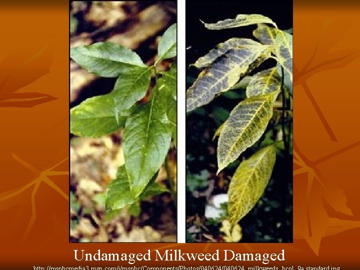  Undamaged Milkweed Damaged 