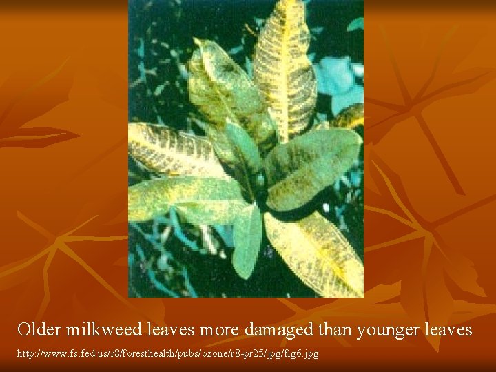 Older milkweed leaves more damaged than younger leaves http: //www. fs. fed. us/r 8/foresthealth/pubs/ozone/r