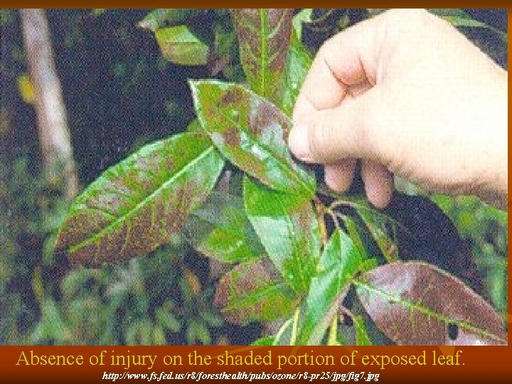 How To Identify Ozone Injury d) Shaded portions of overlapped leaves do not show