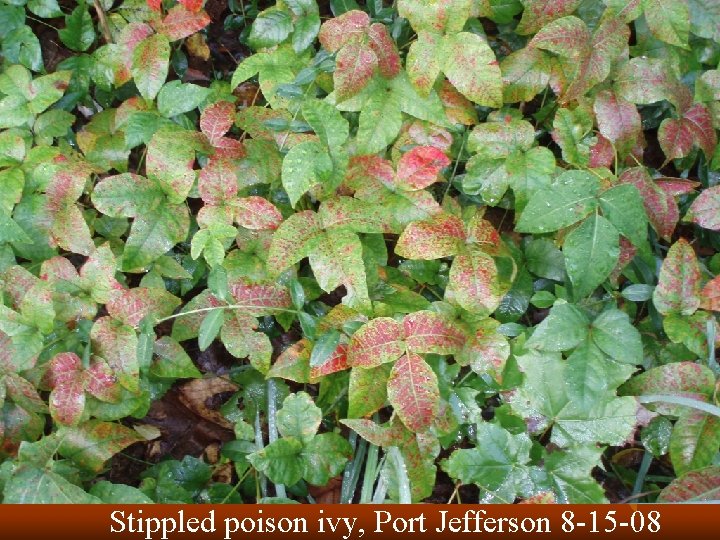 Stippled poison ivy, Port Jefferson 8 -15 -08 
