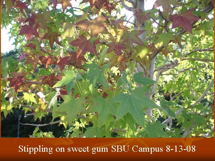 Stippling on sweet gum SBU Campus 8 -13 -08 
