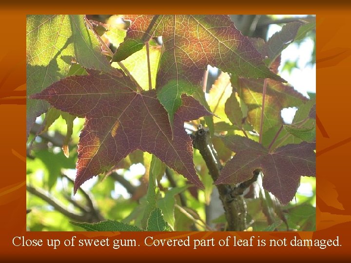 Close up of sweet gum. Covered part of leaf is not damaged. 