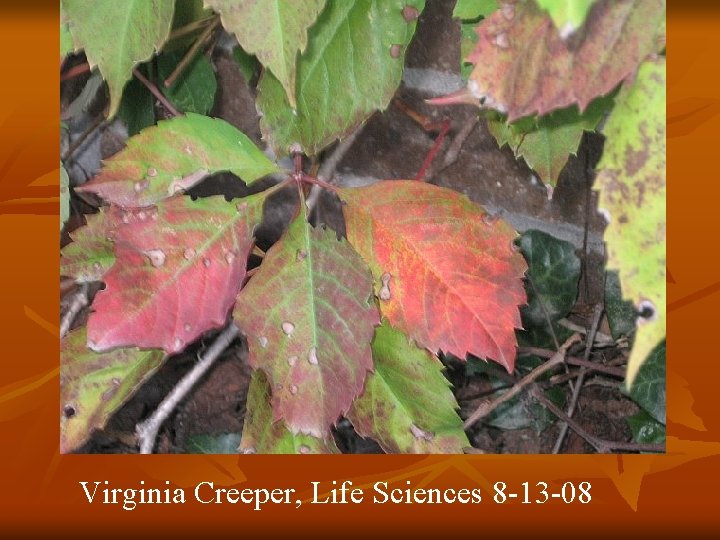 Virginia Creeper, Life Sciences 8 -13 -08 