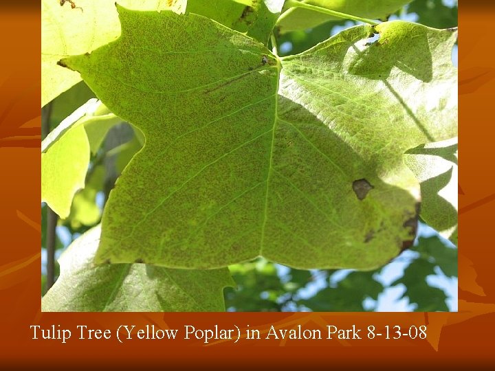 Tulip Tree (Yellow Poplar) in Avalon Park 8 -13 -08 