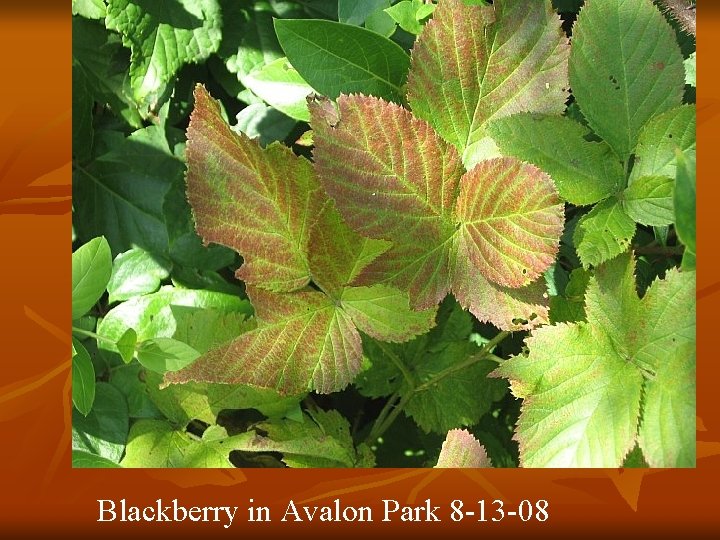 Blackberry in Avalon Park 8 -13 -08 