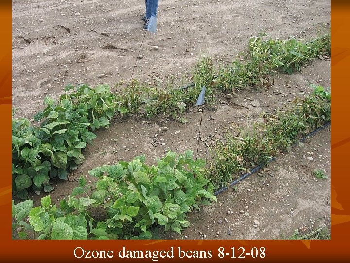 Ozone damaged beans 8 -12 -08 