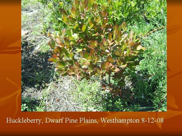 Huckleberry, Dwarf Pine Plains, Westhampton 8 -12 -08 