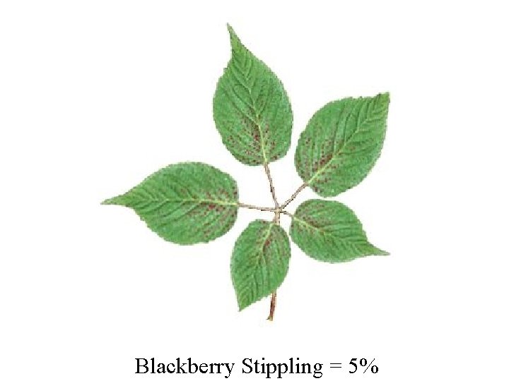 Blackberry Stippling = 5% 