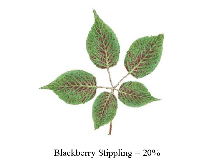 Blackberry Stippling = 20% 