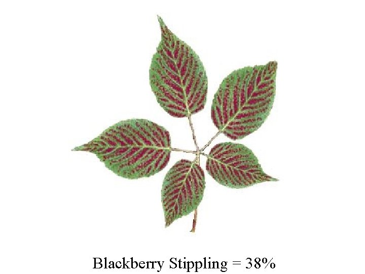 Blackberry Stippling = 38% 