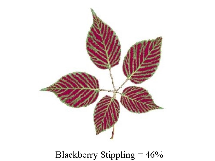 Blackberry Stippling = 46% 