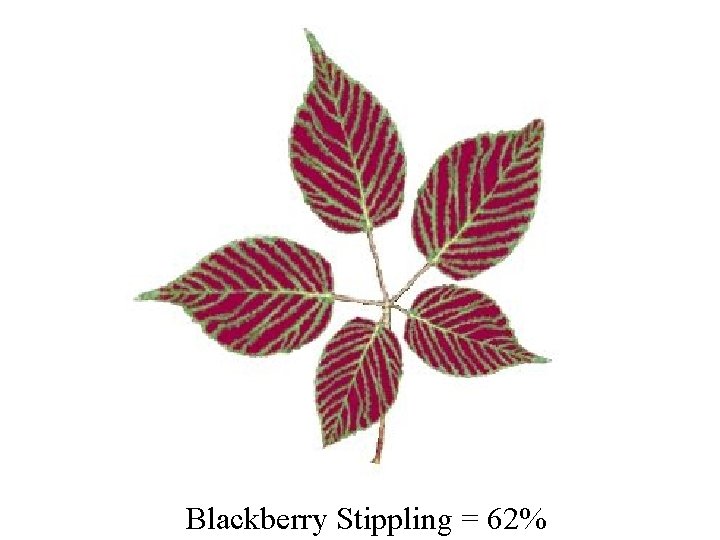 Blackberry Stippling = 62% 