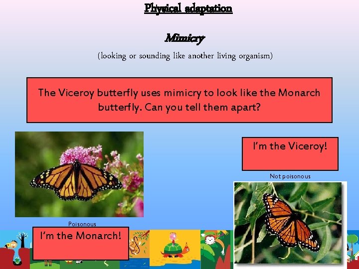 Physical adaptation Mimicry (looking or sounding like another living organism) The Viceroy butterfly uses