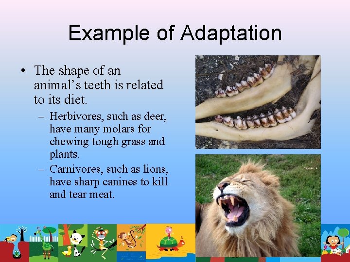 Example of Adaptation • The shape of an animal’s teeth is related to its