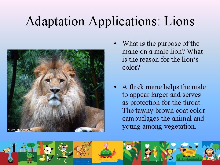 Adaptation Applications: Lions • What is the purpose of the mane on a male