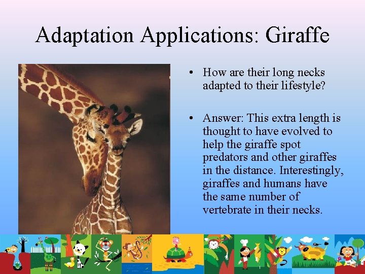 Adaptation Applications: Giraffe • How are their long necks adapted to their lifestyle? •