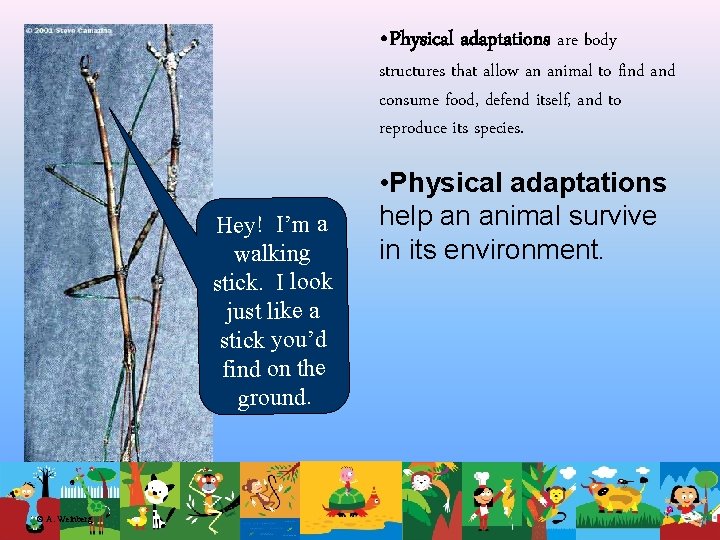  • Physical adaptations are body structures that allow an animal to find and