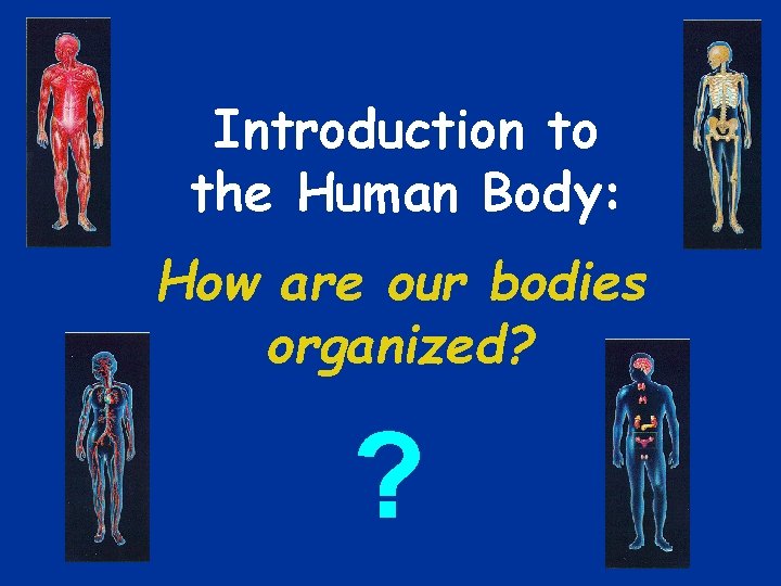 Introduction to the Human Body: How are our bodies organized? ? 