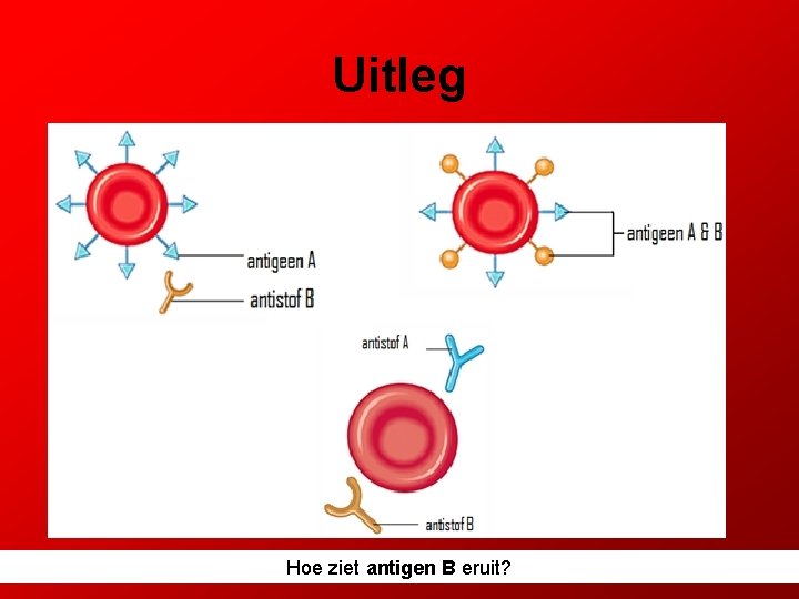 Uitleg Hoe ziet antigen B eruit? 