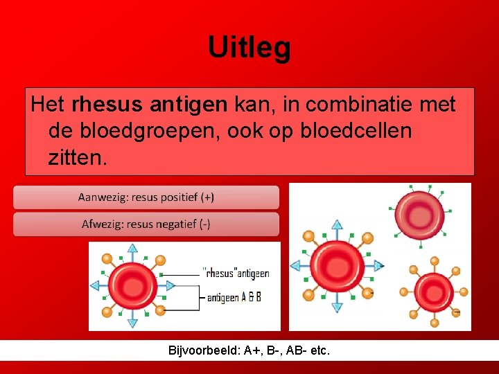 Uitleg Het rhesus antigen kan, in combinatie met de bloedgroepen, ook op bloedcellen zitten.
