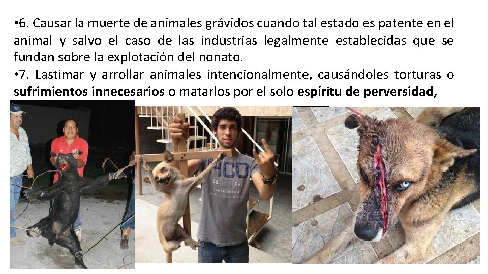 • 6. Causar la muerte de animales grávidos cuando tal estado es patente • 6. Causar la muerte de animales grávidos cuando tal estado es patente