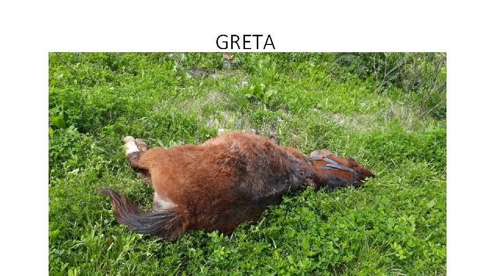 GRETA GRETA