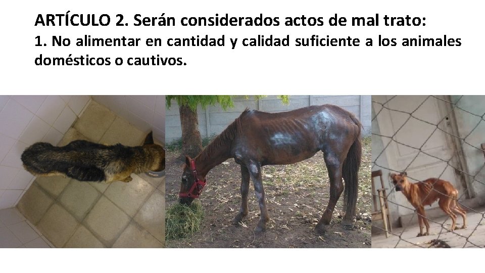 ARTÍCULO 2. Serán considerados actos de mal trato: 1. No alimentar en cantidad y ARTÍCULO 2. Serán considerados actos de mal trato: 1. No alimentar en cantidad y