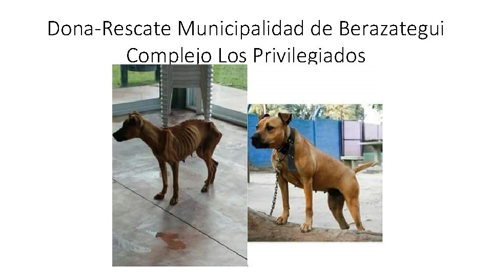 Dona-Rescate Municipalidad de Berazategui Complejo Los Privilegiados Dona-Rescate Municipalidad de Berazategui Complejo Los Privilegiados