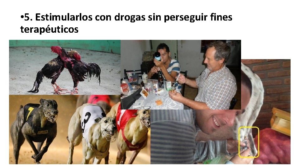• 5. Estimularlos con drogas sin perseguir fines terapéuticos • 5. Estimularlos con drogas sin perseguir fines terapéuticos