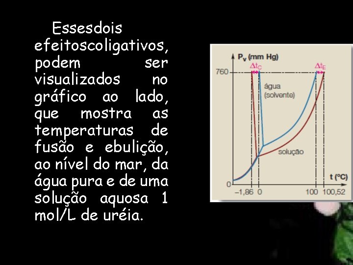 Essesdois efeitoscoligativos, podem ser visualizados no gráfico ao lado, que mostra as temperaturas de