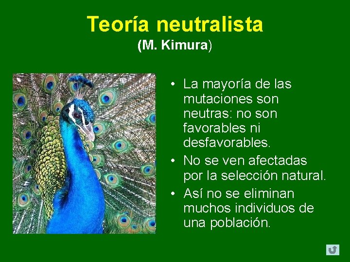 Teoría neutralista (M. Kimura) • La mayoría de las mutaciones son neutras: no son Teoría neutralista (M. Kimura) • La mayoría de las mutaciones son neutras: no son