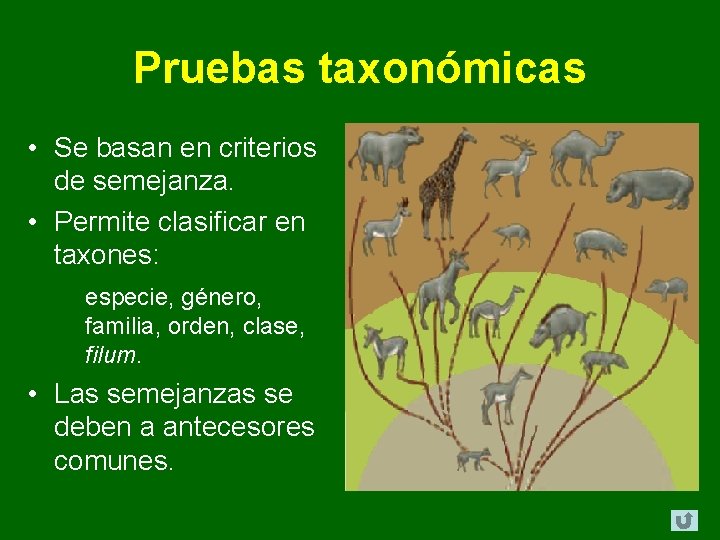 Pruebas taxonómicas • Se basan en criterios de semejanza. • Permite clasificar en taxones: Pruebas taxonómicas • Se basan en criterios de semejanza. • Permite clasificar en taxones: