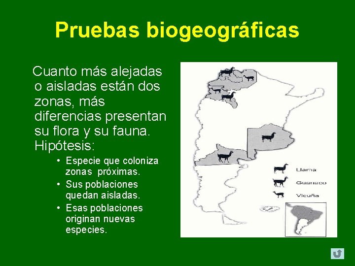 Pruebas biogeográficas Cuanto más alejadas o aisladas están dos zonas, más diferencias presentan su Pruebas biogeográficas Cuanto más alejadas o aisladas están dos zonas, más diferencias presentan su