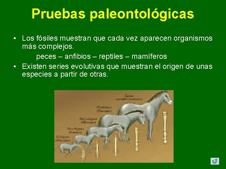 Pruebas paleontológicas • Los fósiles muestran que cada vez aparecen organismos más complejos. peces Pruebas paleontológicas • Los fósiles muestran que cada vez aparecen organismos más complejos. peces