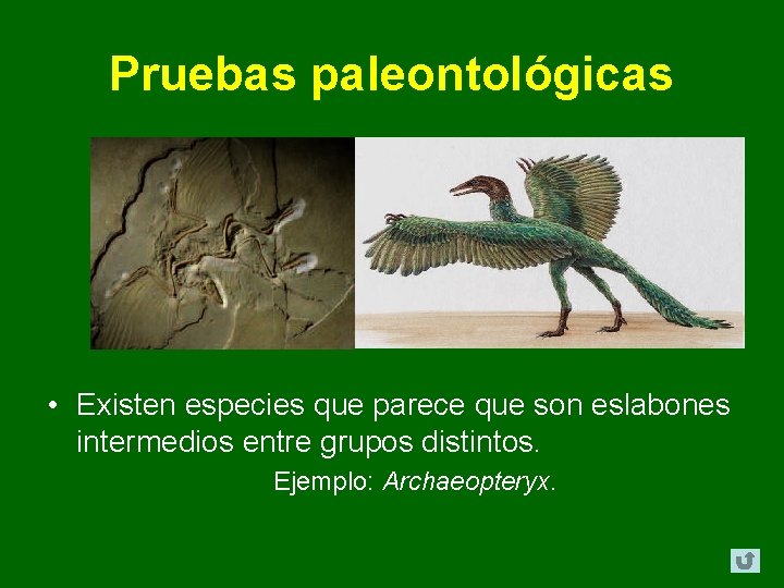 Pruebas paleontológicas • Existen especies que parece que son eslabones intermedios entre grupos distintos. Pruebas paleontológicas • Existen especies que parece que son eslabones intermedios entre grupos distintos.