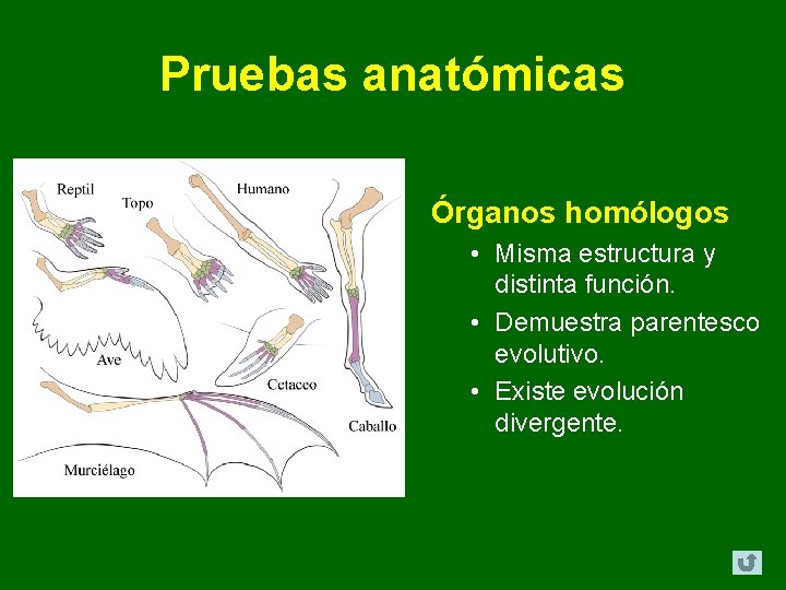 Pruebas anatómicas Órganos homólogos • Misma estructura y distinta función. • Demuestra parentesco evolutivo. Pruebas anatómicas Órganos homólogos • Misma estructura y distinta función. • Demuestra parentesco evolutivo.