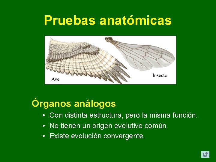 Pruebas anatómicas Órganos análogos • Con distinta estructura, pero la misma función. • No Pruebas anatómicas Órganos análogos • Con distinta estructura, pero la misma función. • No