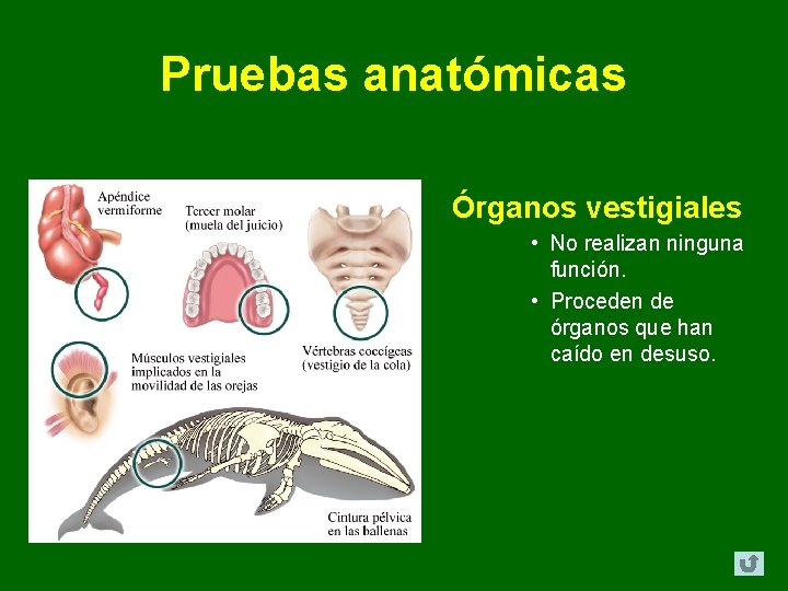 Pruebas anatómicas Órganos vestigiales • No realizan ninguna función. • Proceden de órganos que Pruebas anatómicas Órganos vestigiales • No realizan ninguna función. • Proceden de órganos que