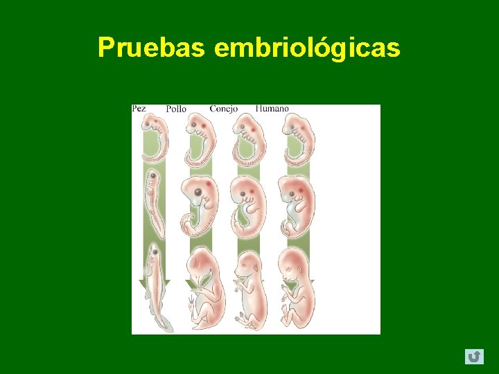 Pruebas embriológicas Pruebas embriológicas