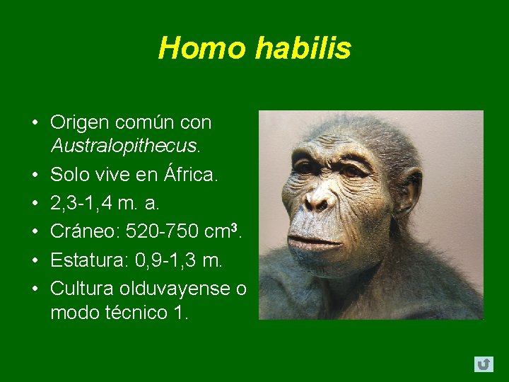 Homo habilis • Origen común con Australopithecus. • Solo vive en África. • 2, Homo habilis • Origen común con Australopithecus. • Solo vive en África. • 2,
