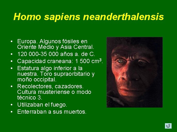 Homo sapiens neanderthalensis • Europa. Algunos fósiles en Oriente Medio y Asia Central. • Homo sapiens neanderthalensis • Europa. Algunos fósiles en Oriente Medio y Asia Central. •
