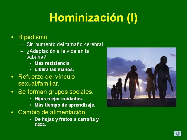 Hominización (I) • Bipedismo. – Sin aumento del tamaño cerebral. – ¿Adaptación a la Hominización (I) • Bipedismo. – Sin aumento del tamaño cerebral. – ¿Adaptación a la