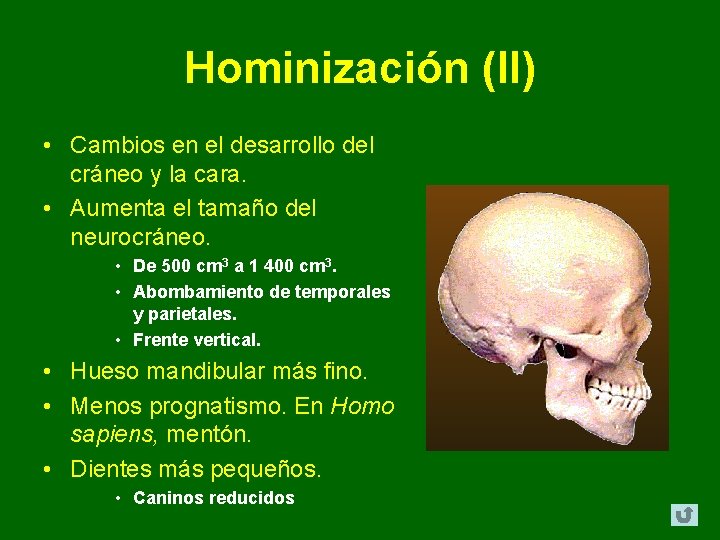 Hominización (II) • Cambios en el desarrollo del cráneo y la cara. • Aumenta Hominización (II) • Cambios en el desarrollo del cráneo y la cara. • Aumenta