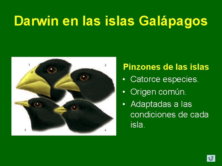 Darwin en las islas Galápagos Pinzones de las islas • Catorce especies. • Origen Darwin en las islas Galápagos Pinzones de las islas • Catorce especies. • Origen