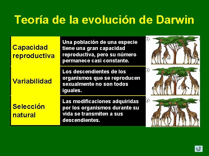 Teoría de la evolución de Darwin Capacidad reproductiva Una población de una especie tiene Teoría de la evolución de Darwin Capacidad reproductiva Una población de una especie tiene