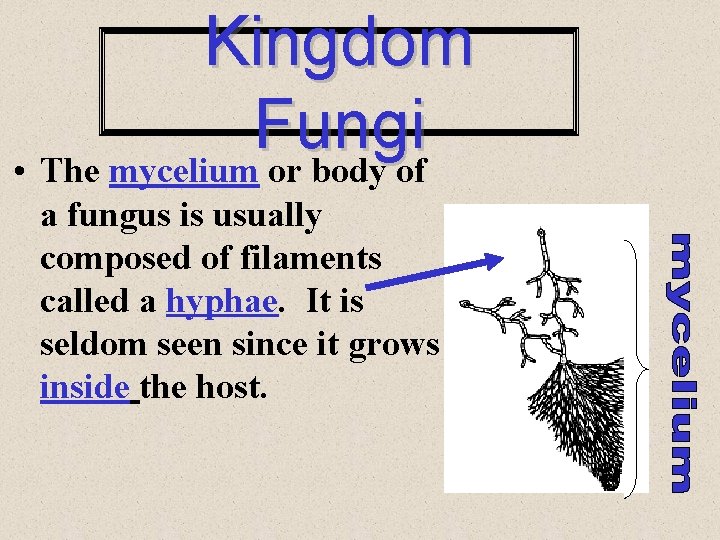 Kingdom Fungi • The mycelium or body of a fungus is usually composed of