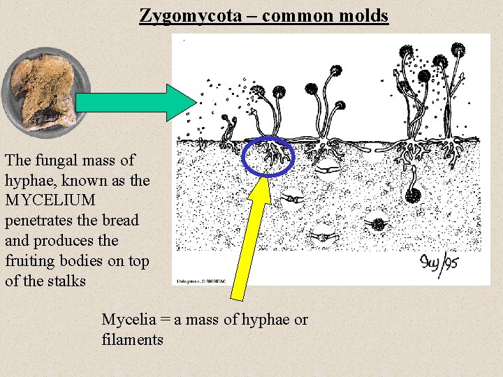 Zygomycota – common molds The fungal mass of hyphae, known as the MYCELIUM penetrates